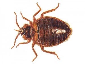 An example of a bug in need of bed bug extermination service in Chicago, IL