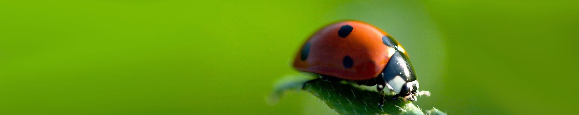 Lady Bug Pest Control Chicago, Get Rid, Extermination, Ladybug