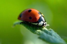 box-ladybug