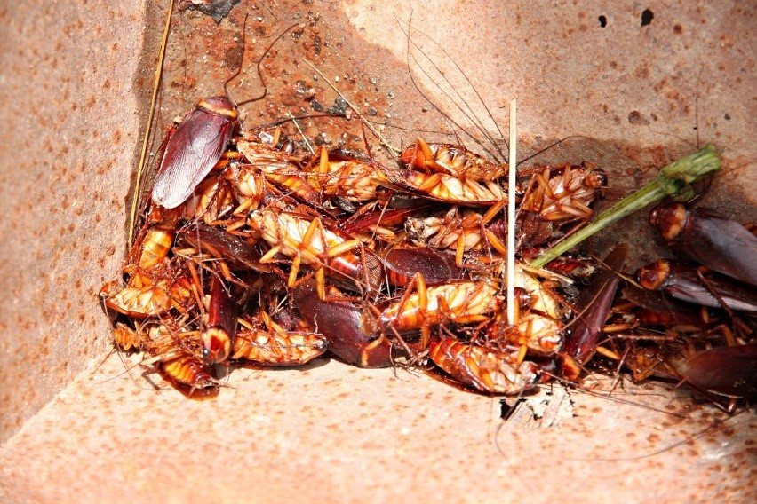 Summer-Cockroach-Invasion.jpg