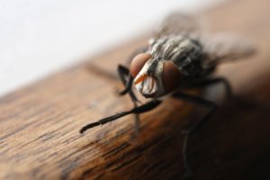 Housefly – Chicago, IL – A-Alert Exterminating Service Inc