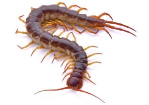 Centipedes – Chicago, IL – A-Alert Exterminating Service Inc