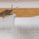 Telltale Signs Your House Has a Pest Infestation