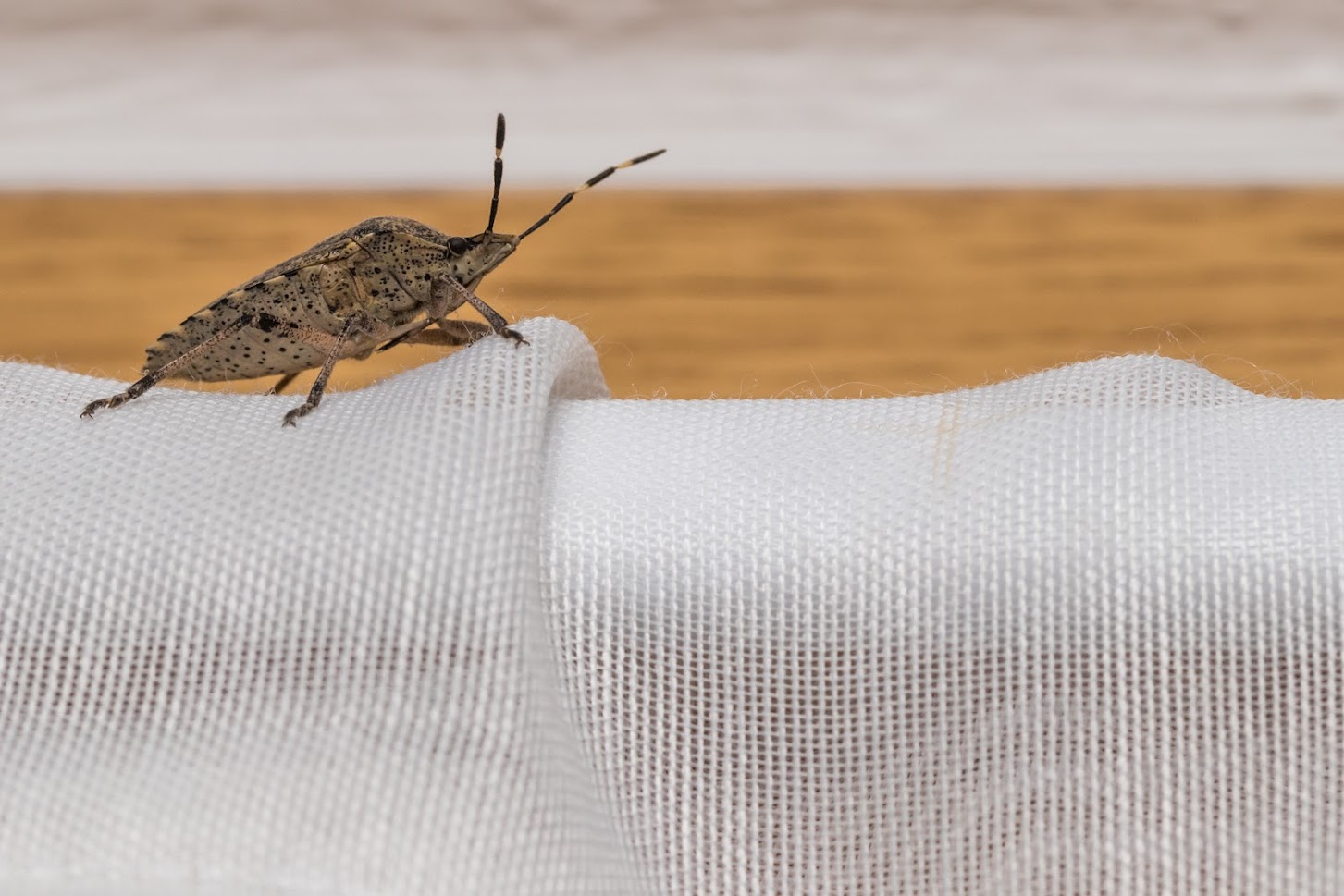 Telltale Signs Your House Has a Pest Infestation