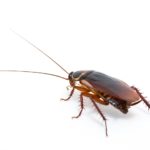 Cockroaches Pose a Threat to Your Health | Cockroaches Extermination in Chicago