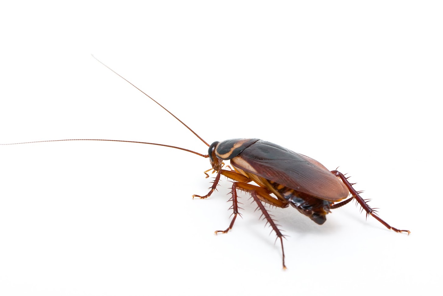 Cockroaches Pose a Threat to Your Health