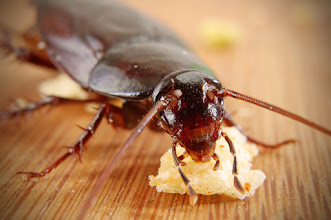 Common Roach Species in Chicago Homes