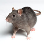 9 Things That Attract Rodents to Your Home in Chicago | Rodents control service in Chicago