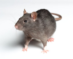 9 Things That Attract Rodents to Your Home in Chicago