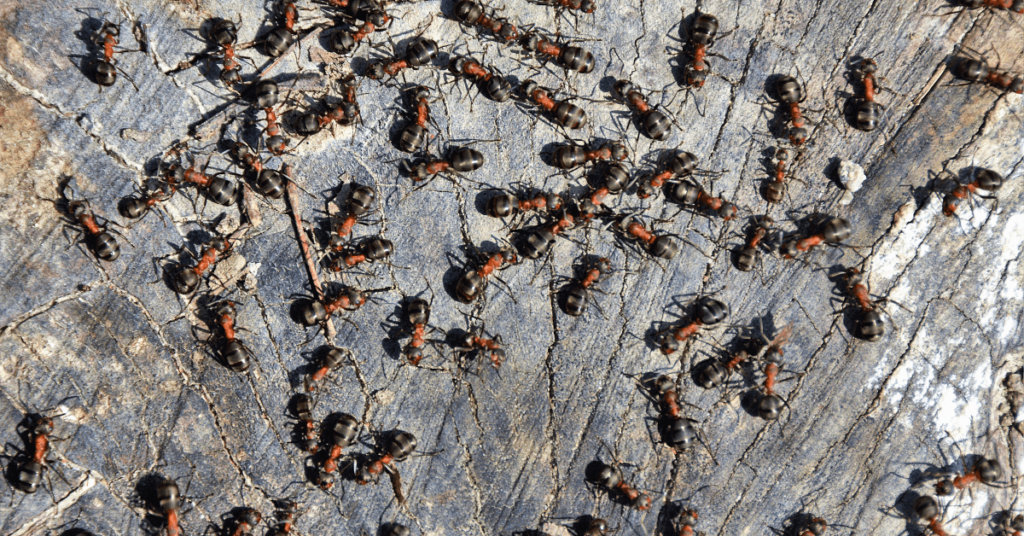 Ant Exterminator in Chicago