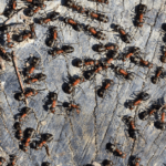 Ant Exterminator in Chicago