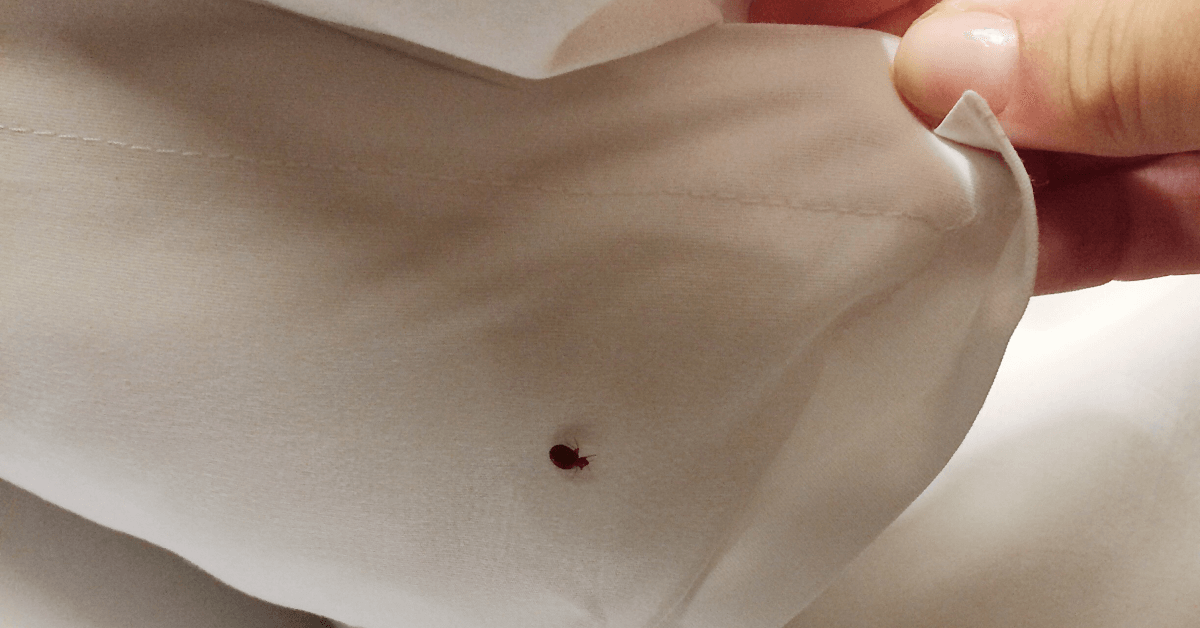 Say Goodbye to Bed Bugs: Why A-Alert Exterminating Service is Your Best Bet in Chicago, IL!
