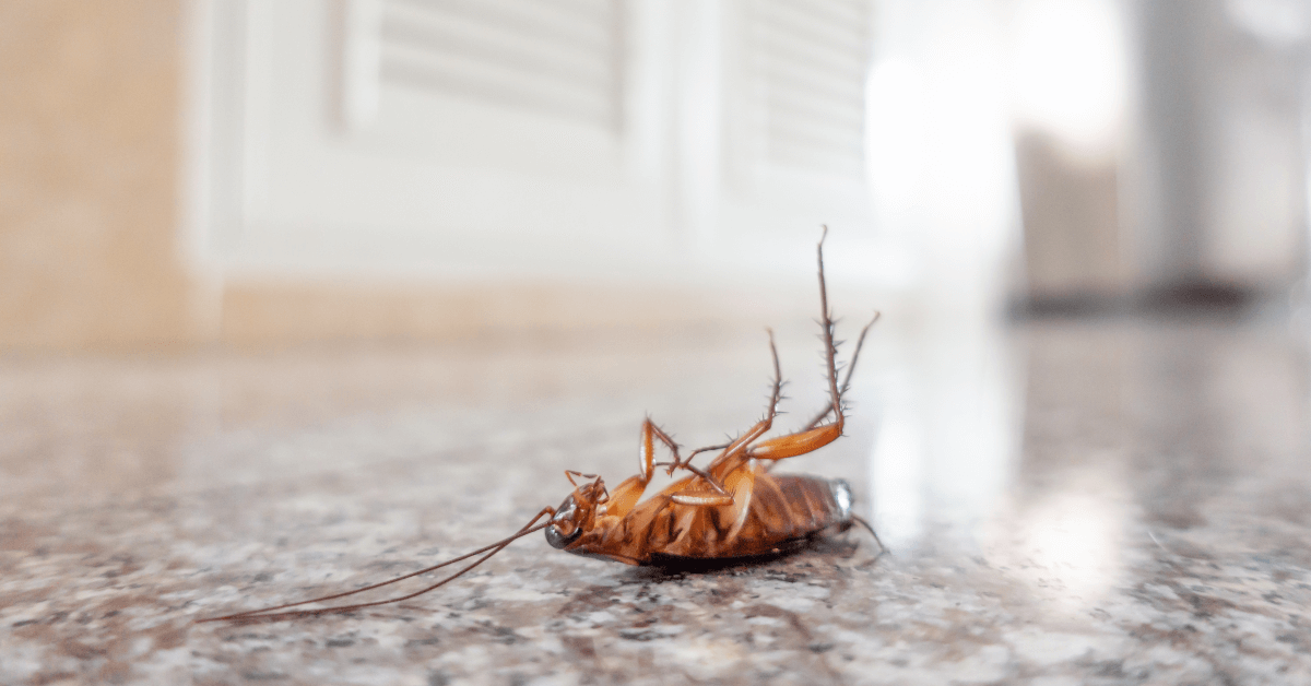 Keeping Guests Happy: Roach Elimination in Chicago’s Hotel & Hospitality Industry