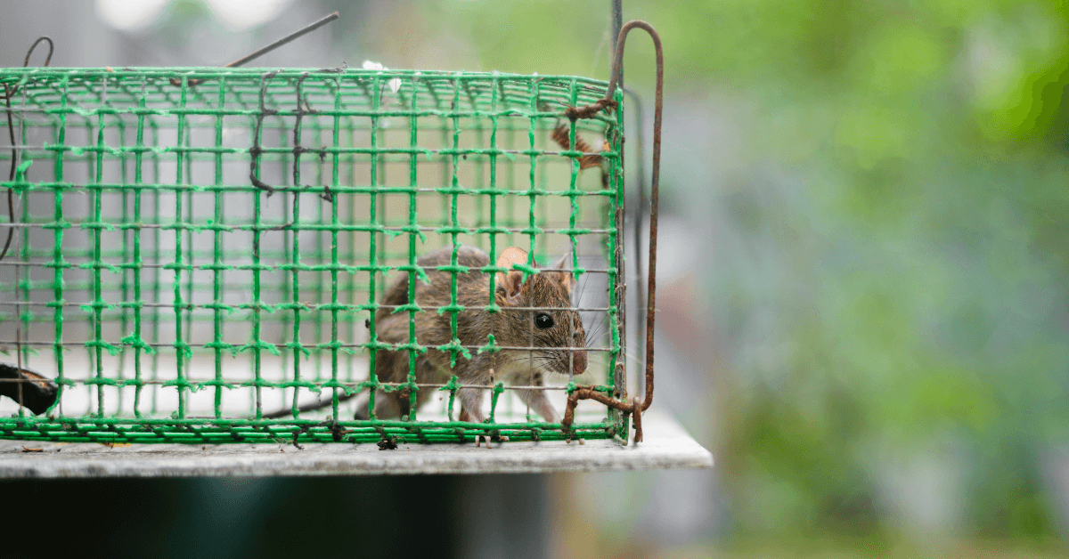 Rat Rodent Control in Chicago: Your Guide to a Rodent-Free Home