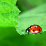 Lady Bug Pest Control in Chicago, IL
