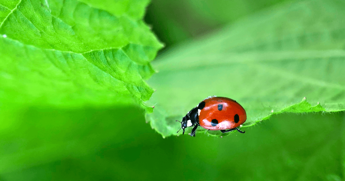 Lady Bugs in Chicago: Colorful Allies or Unwanted Guests?