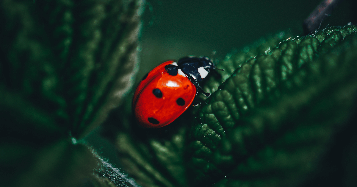 All About Ladybugs: A Guide to Controlling Them in Chicago, IL